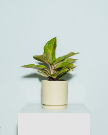  AGLAONEMA 'GOLDEN FLOURITE' 6" Grower Pot