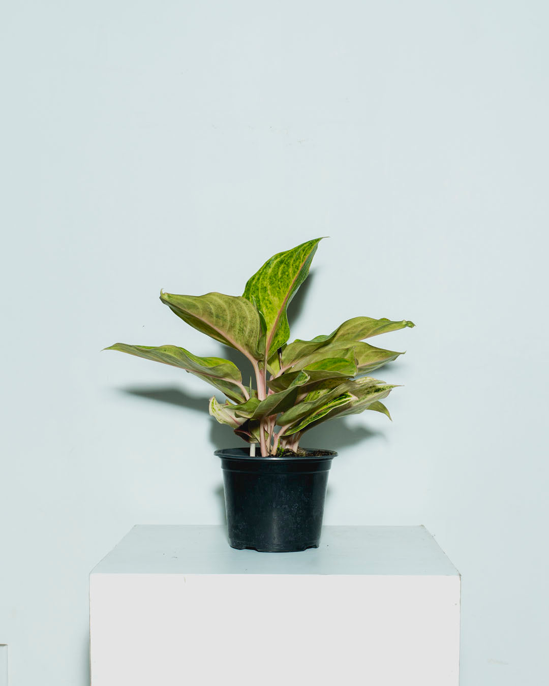 AGLAONEMA 'GOLDEN FLOURITE' 6" Grower Pot
