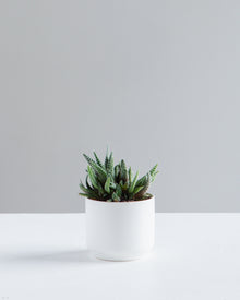  KENDALL WHITE PLANTER Small 3.25 Inch