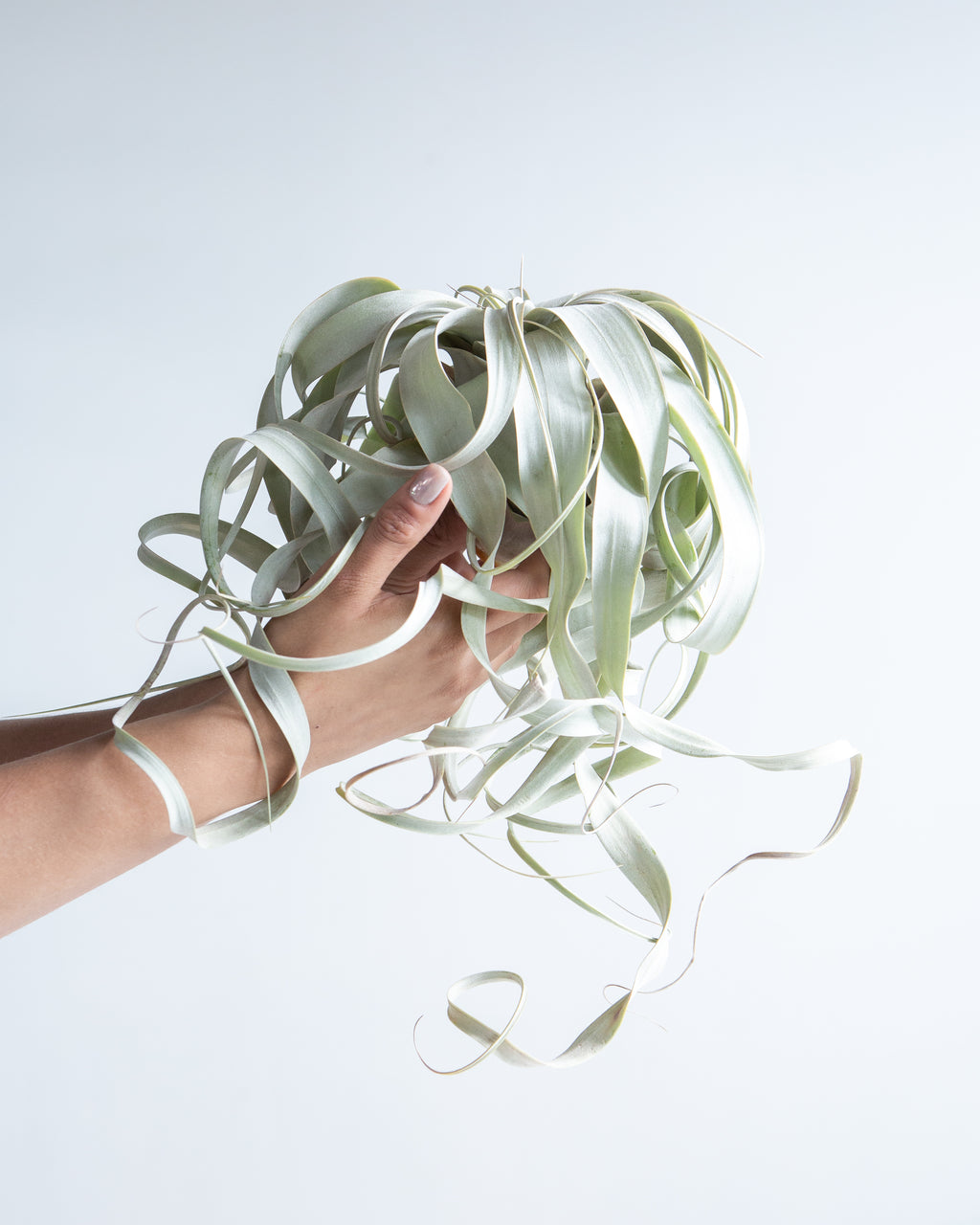 LARGE XEROGRAPHICA 'AIR PLANT'