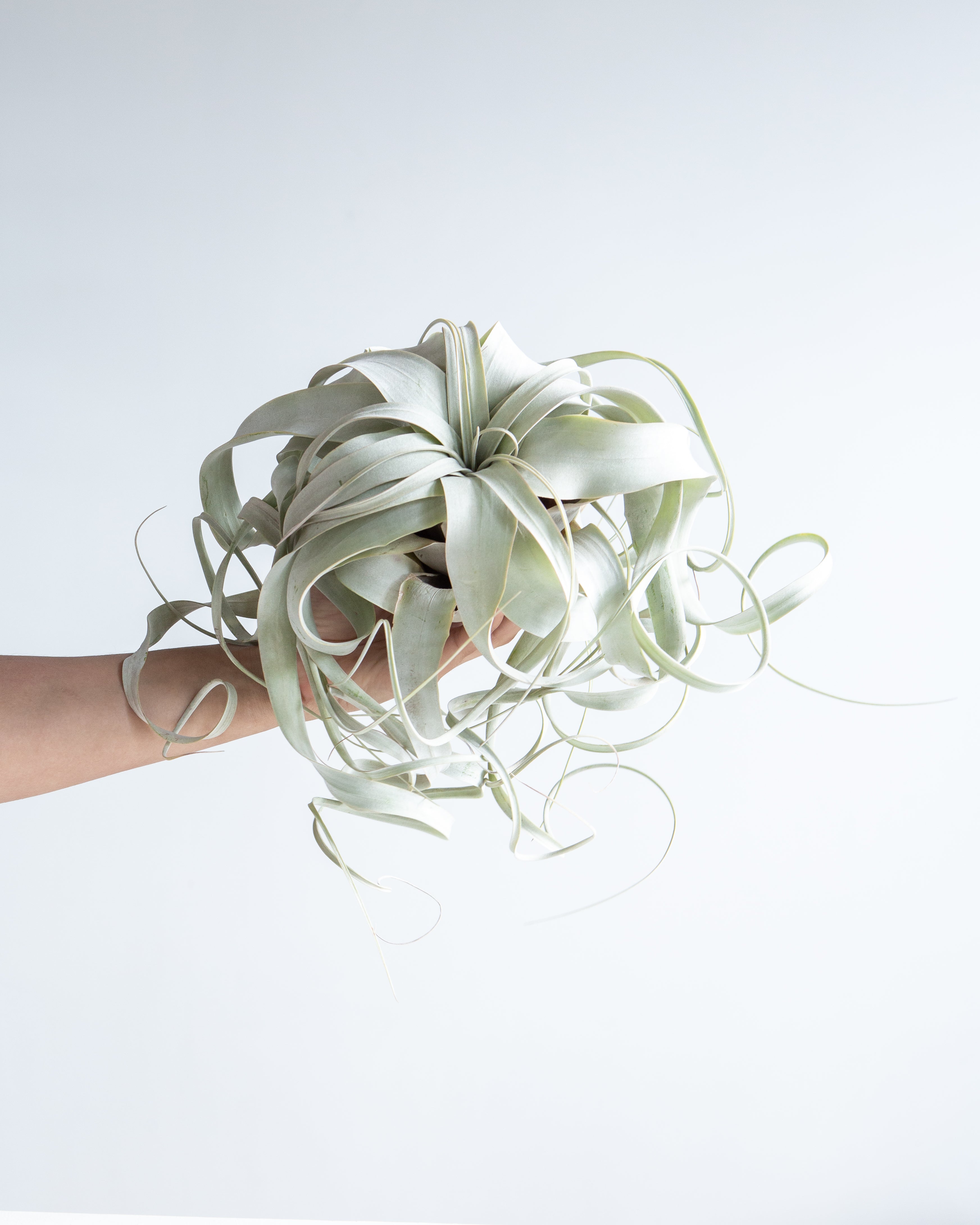 LARGE XEROGRAPHICA 'AIR PLANT'