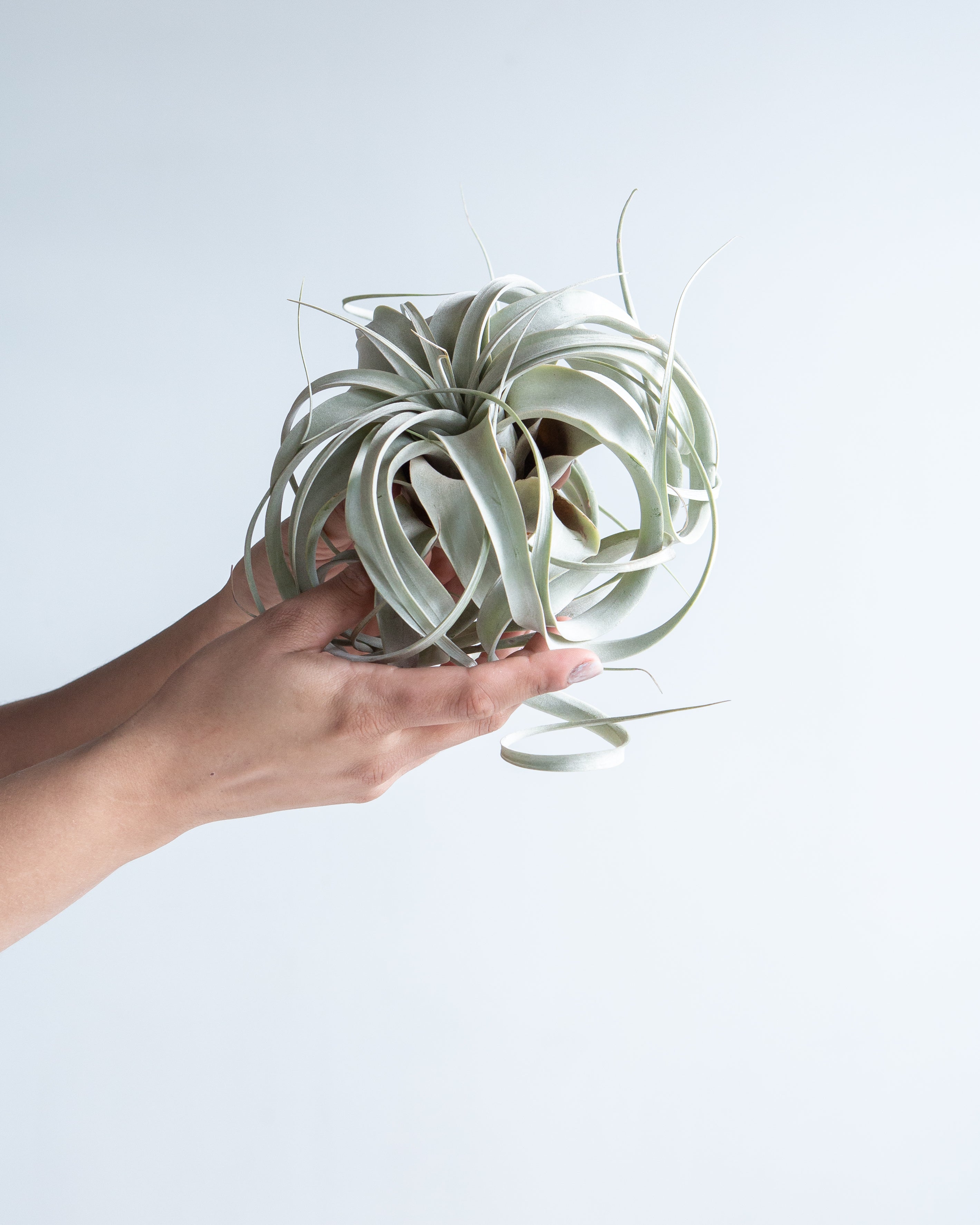 MEDIUM XEROGRAPHICA 'AIR PLANT'