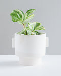 Milton Textured Off White Planter | 5 inch Nursery Pot