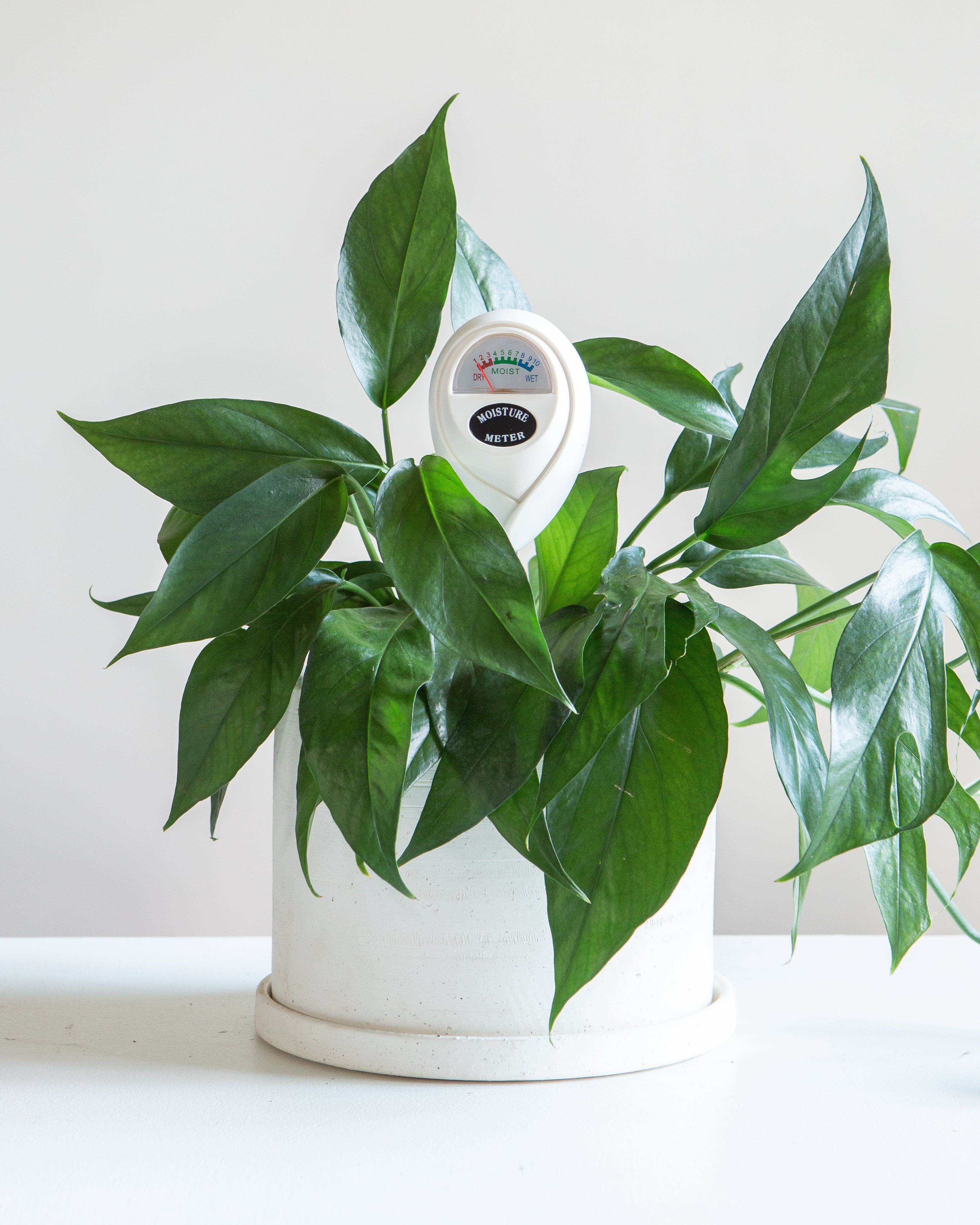 Moisture Meter by Plant Vitamins