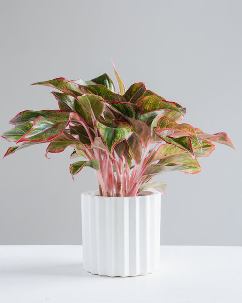 Monticello Planter | 5 inch Nursery Pot