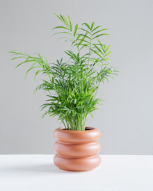  MOTLEY PLANTER Small 5 Inch