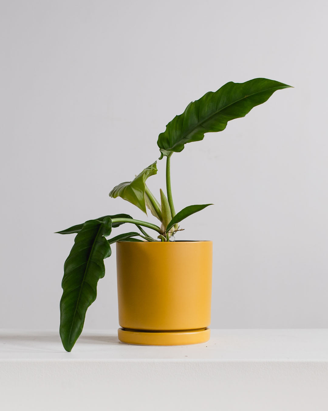 Small 6 Inch MOMMA POTS CYLINDER - MUSTARD