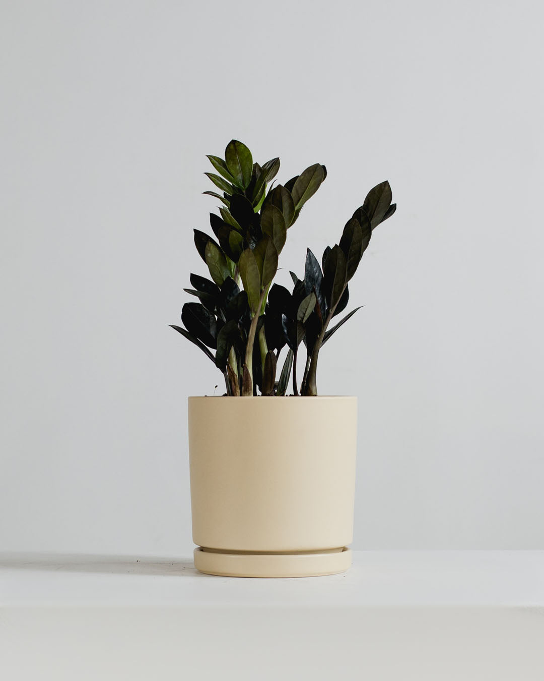 Almond Cylinder Planter with Drainage and Tray | 6.5 inch Diameter