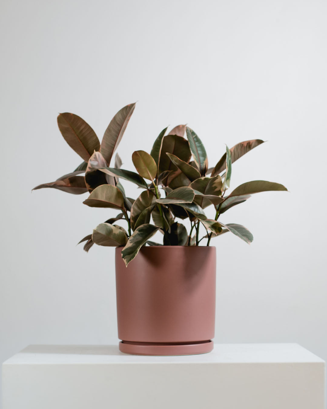 Medium 10 Inch MOMMA POTS CYLINDER - DUSTY ROSE