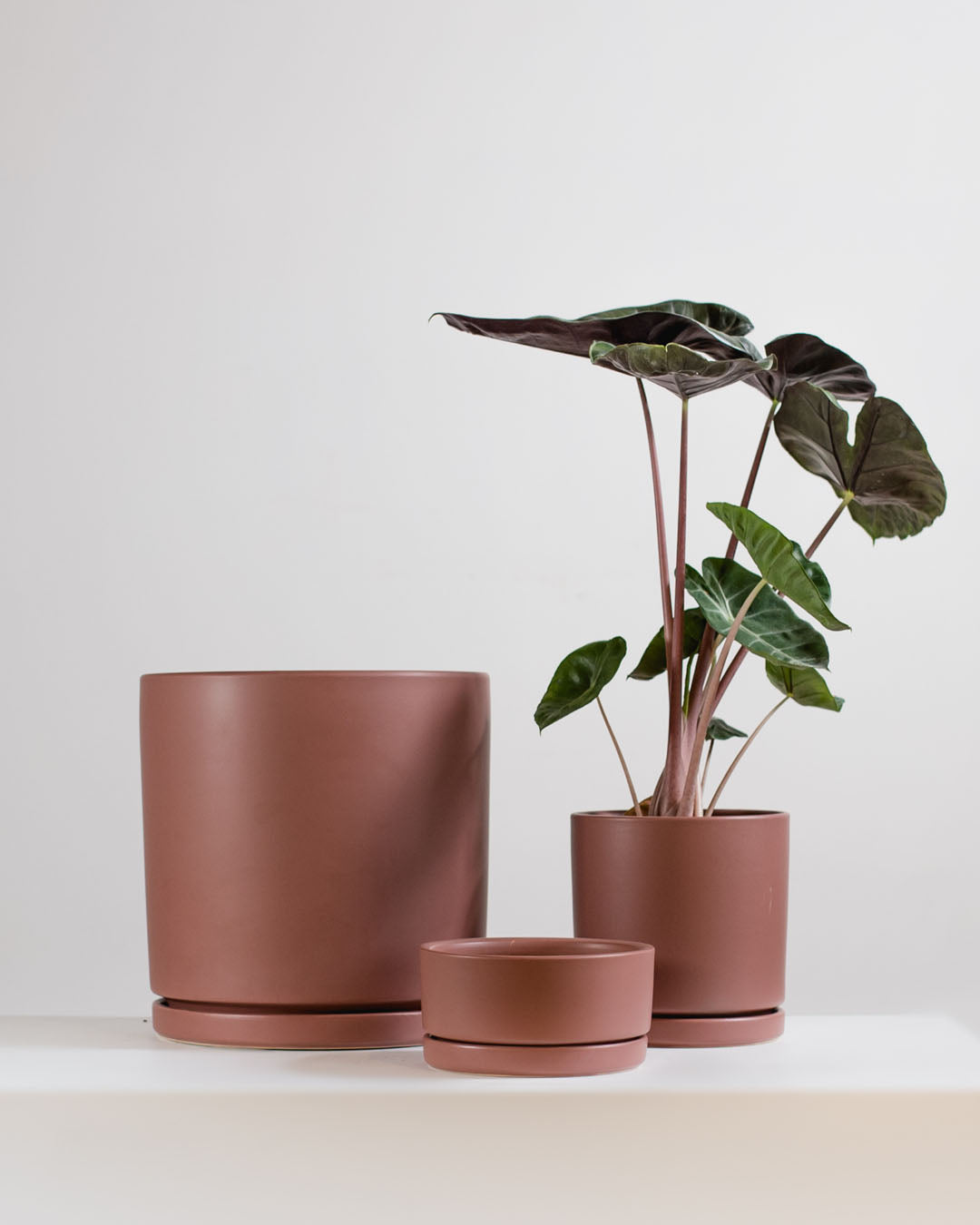 Small 6 Inch MOMMA POTS LOW BOWL - DUSTY ROSE