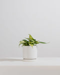 PHILODENDRON 'SILVER STRIPE' 4" Grower Pot