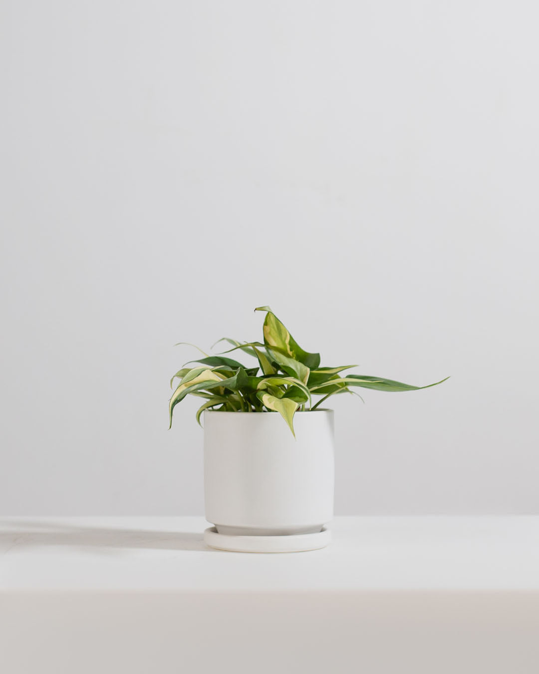 Small 4 Inch MOMMA POTS CYLINDER - WHITE