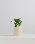 Small 4 Inch MOMMA POTS CYLINDER - ALMOND
