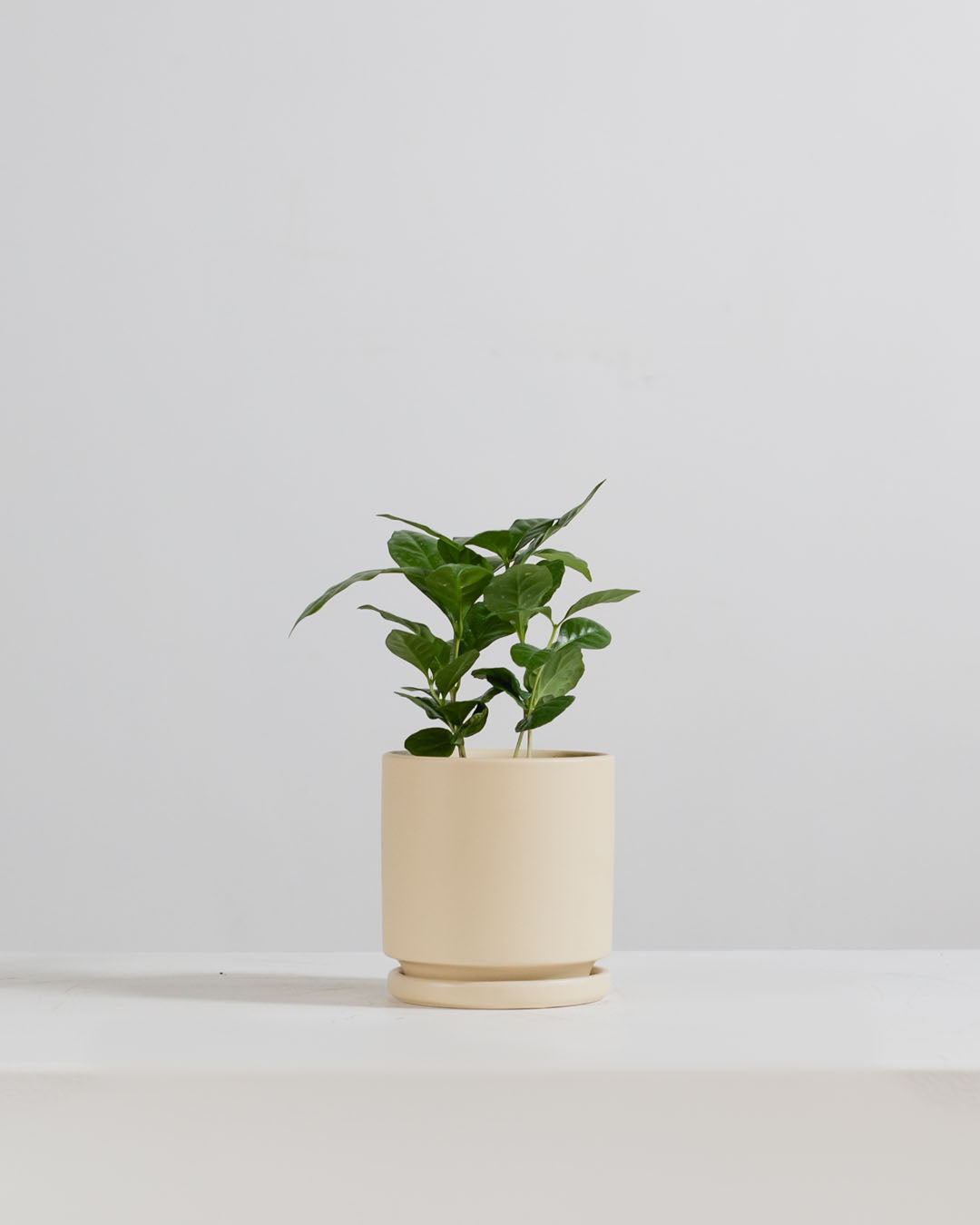 Small 4 Inch MOMMA POTS CYLINDER - ALMOND