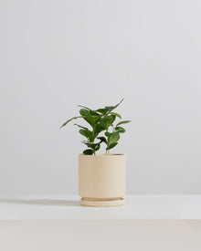  Small 4 Inch MOMMA POTS CYLINDER - ALMOND