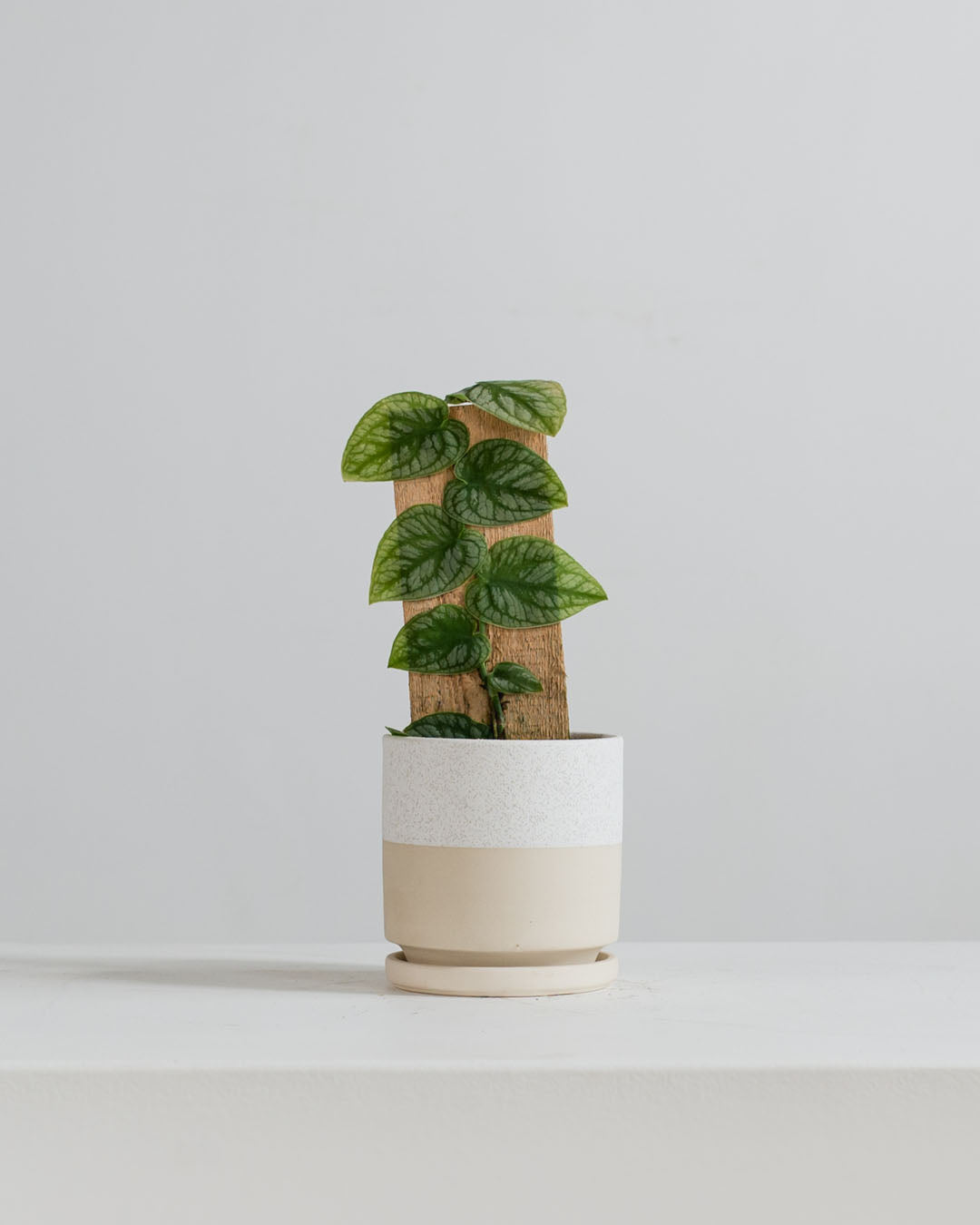 Small 4 Inch MOMMA POTS CYLINDER - TEXTURED/WHITE