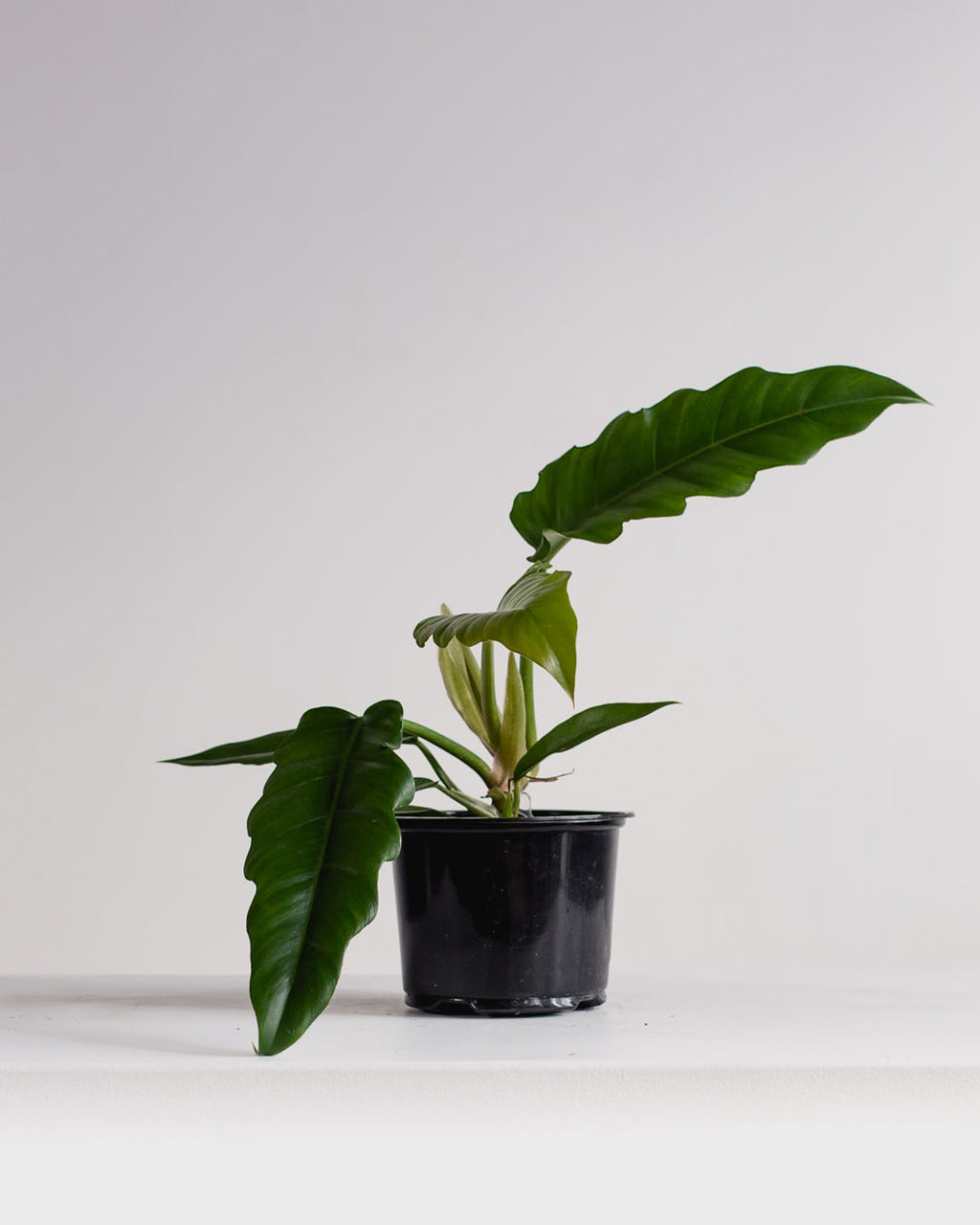 Tiger Tooth: Philodendron 'Narrow Escape' - 6 inch pot