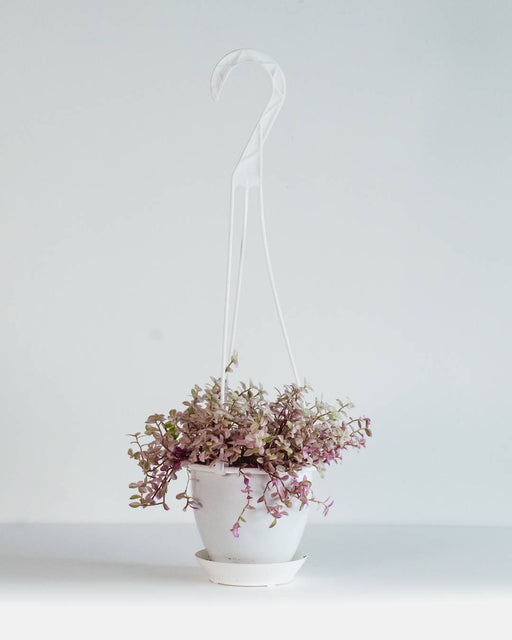 Bolivian Turtle Vine: Callisia repens 'Pink Panther' - 6 inch hanging basket