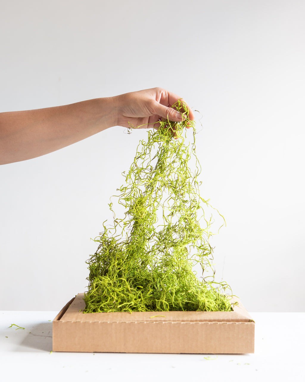 PRESERVED MOSS- GREEN