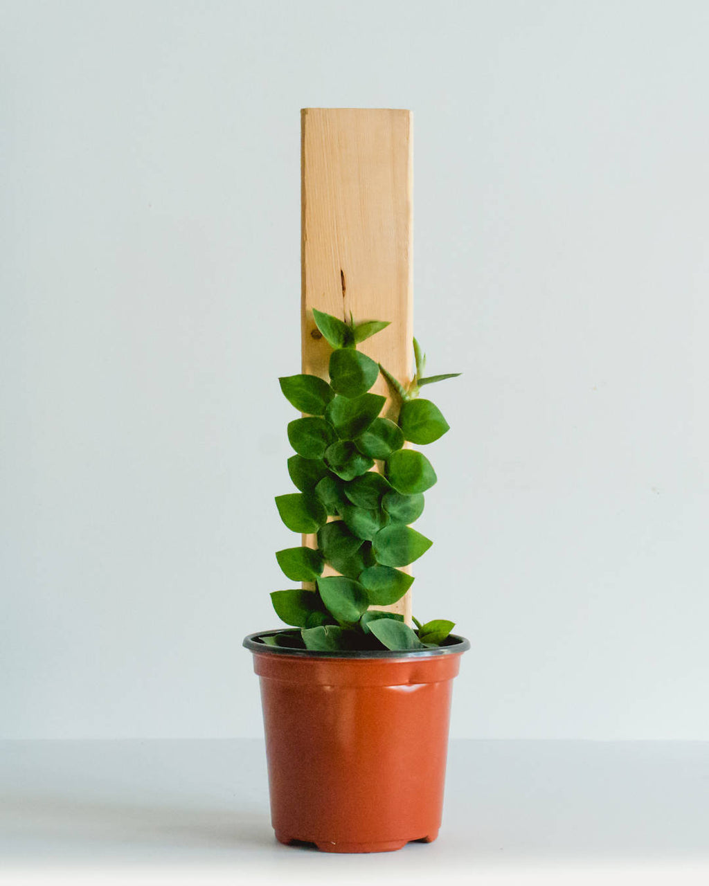 RHAPHIDOPHORA KORTHALSII aka 'SHINGLE PLANT' 4" Grower Pot