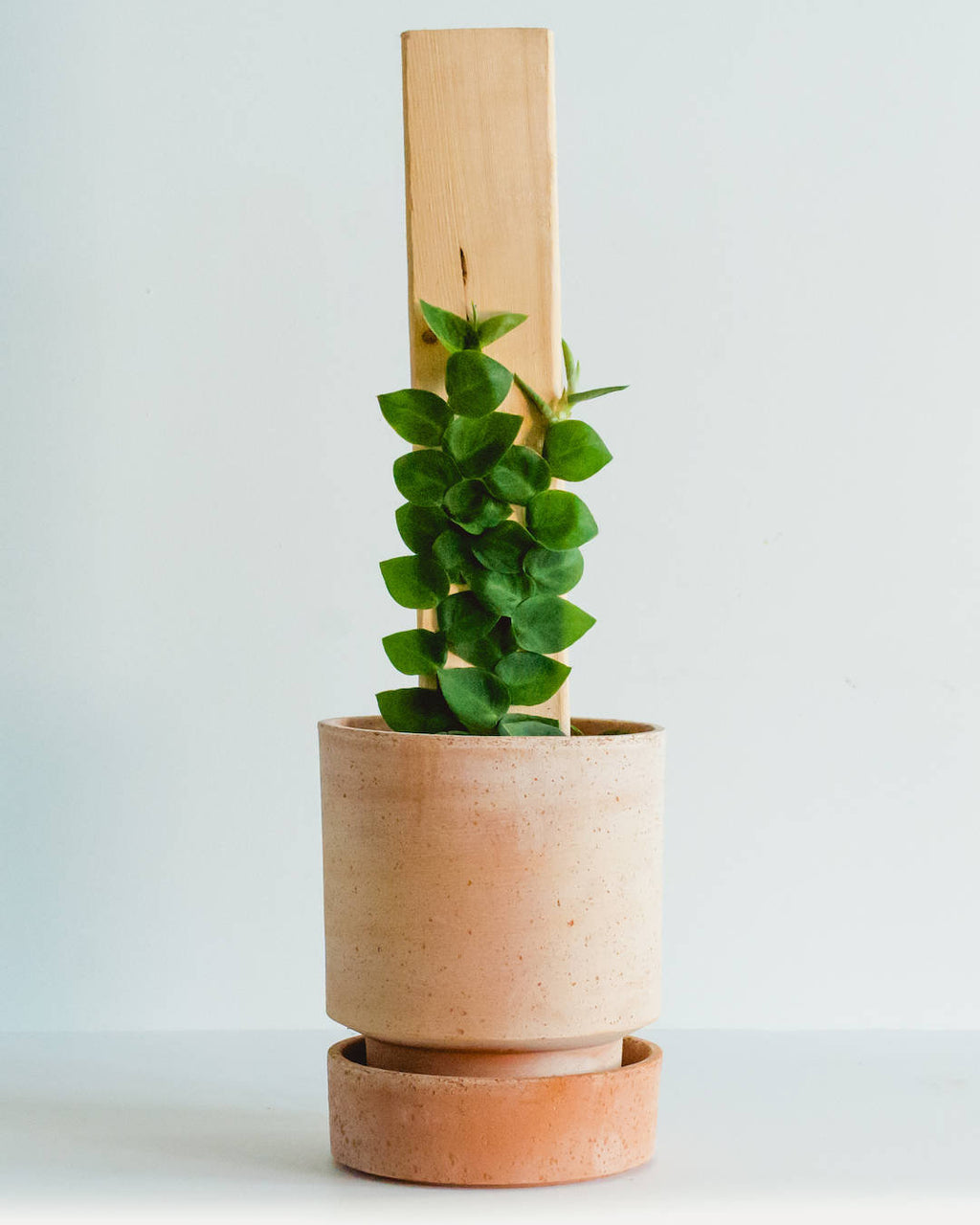 RHAPHIDOPHORA KORTHALSII aka 'SHINGLE PLANT' 4" Grower Pot