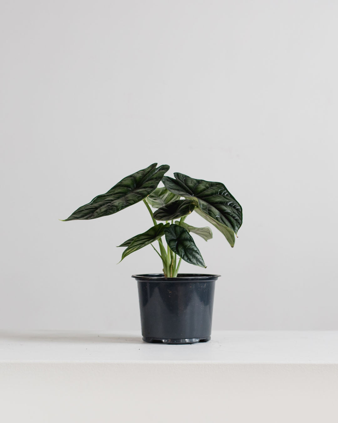 Silver Dragon Elephant Ear: Alocasia baginda - 6 inch pot