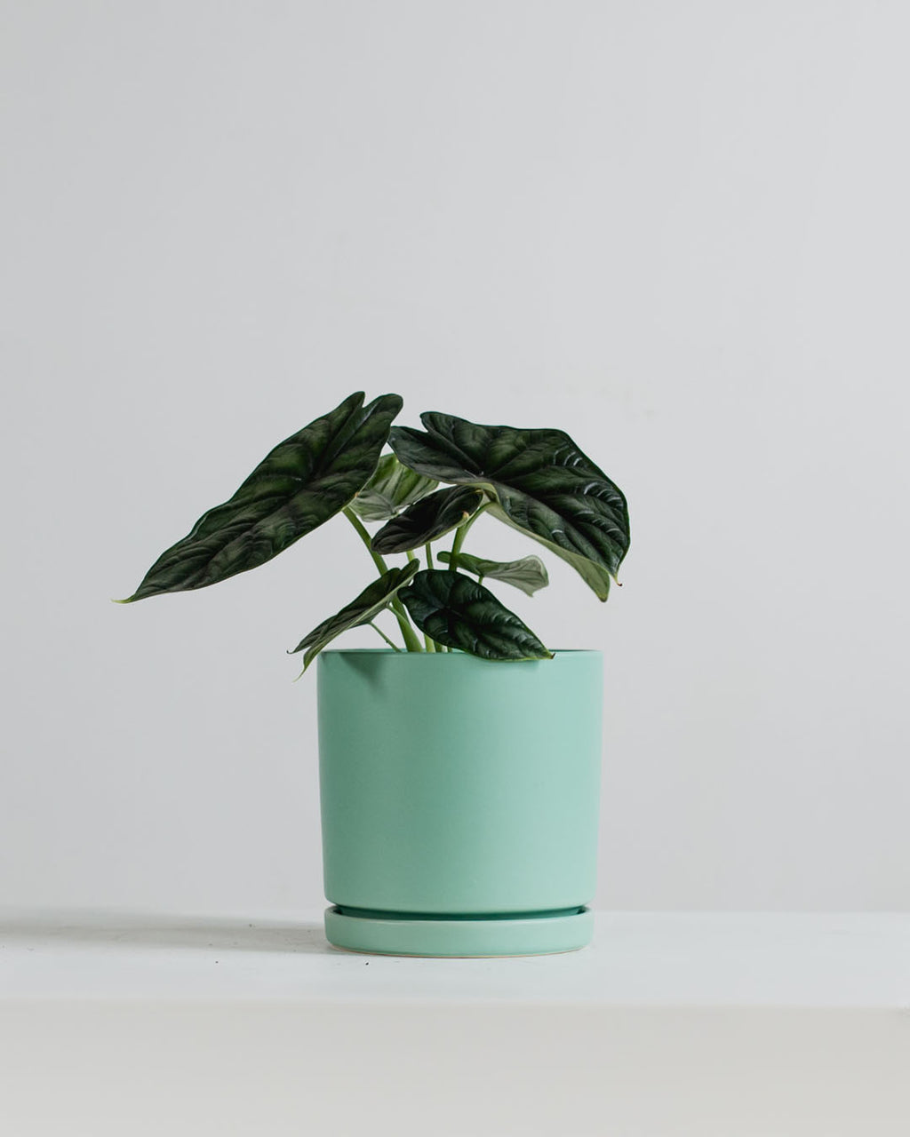 Silver Dragon Elephant Ear: Alocasia baginda - 6 inch pot