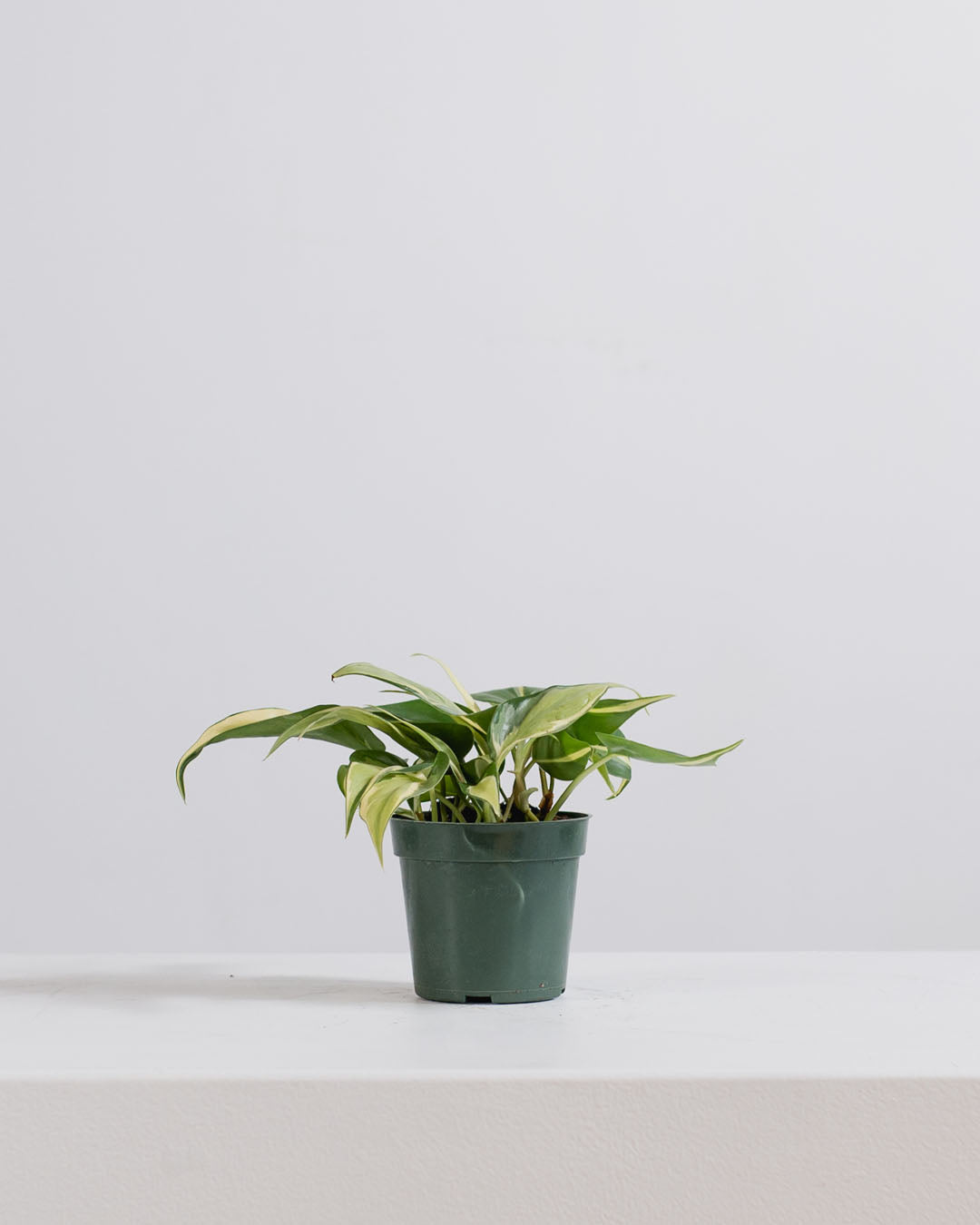 PHILODENDRON 'SILVER STRIPE' 4" Grower Pot