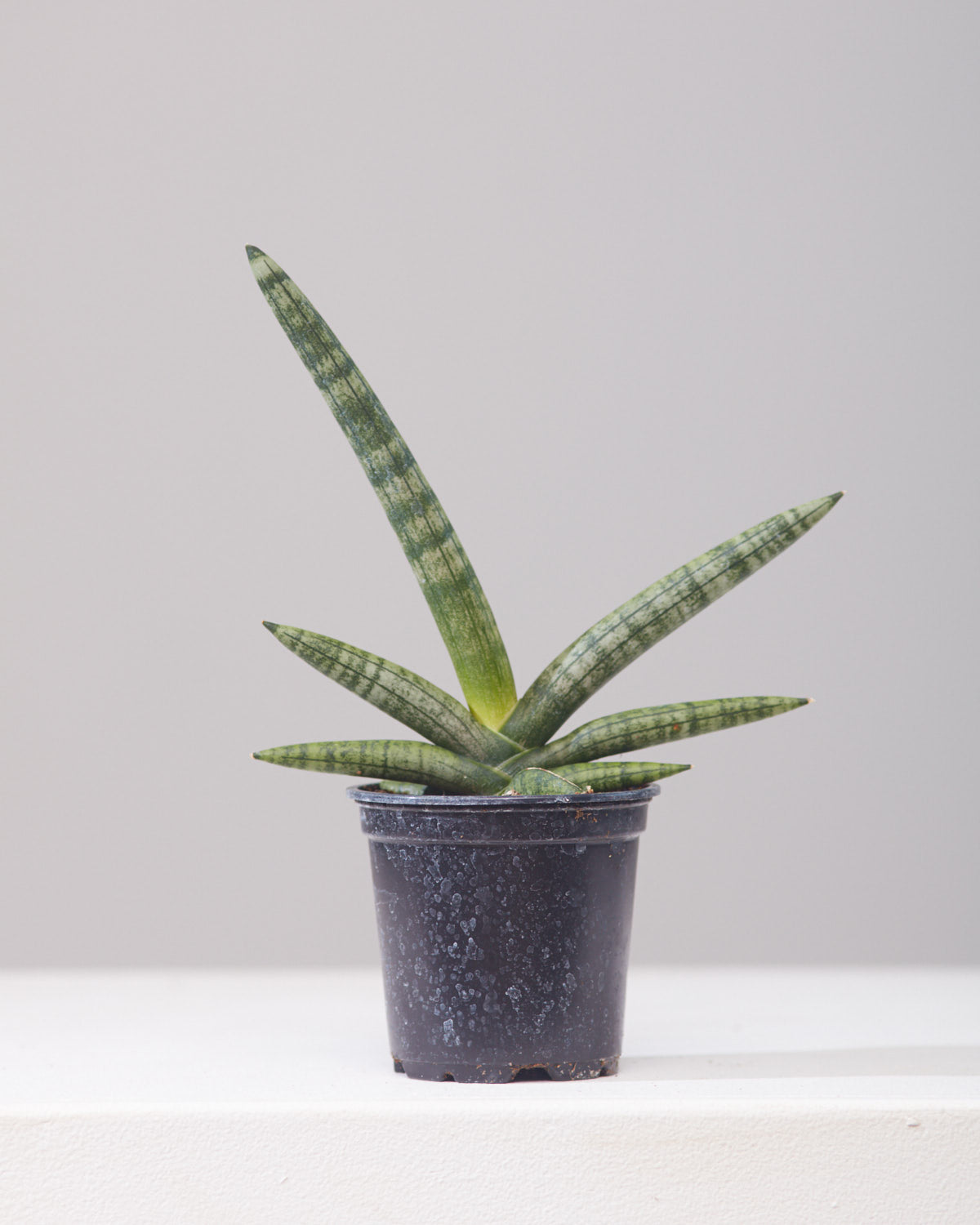 SNAKE PLANT (SANSEVIERIA 'BONCELLENSIS' STARFISH) 4" Grower Pot