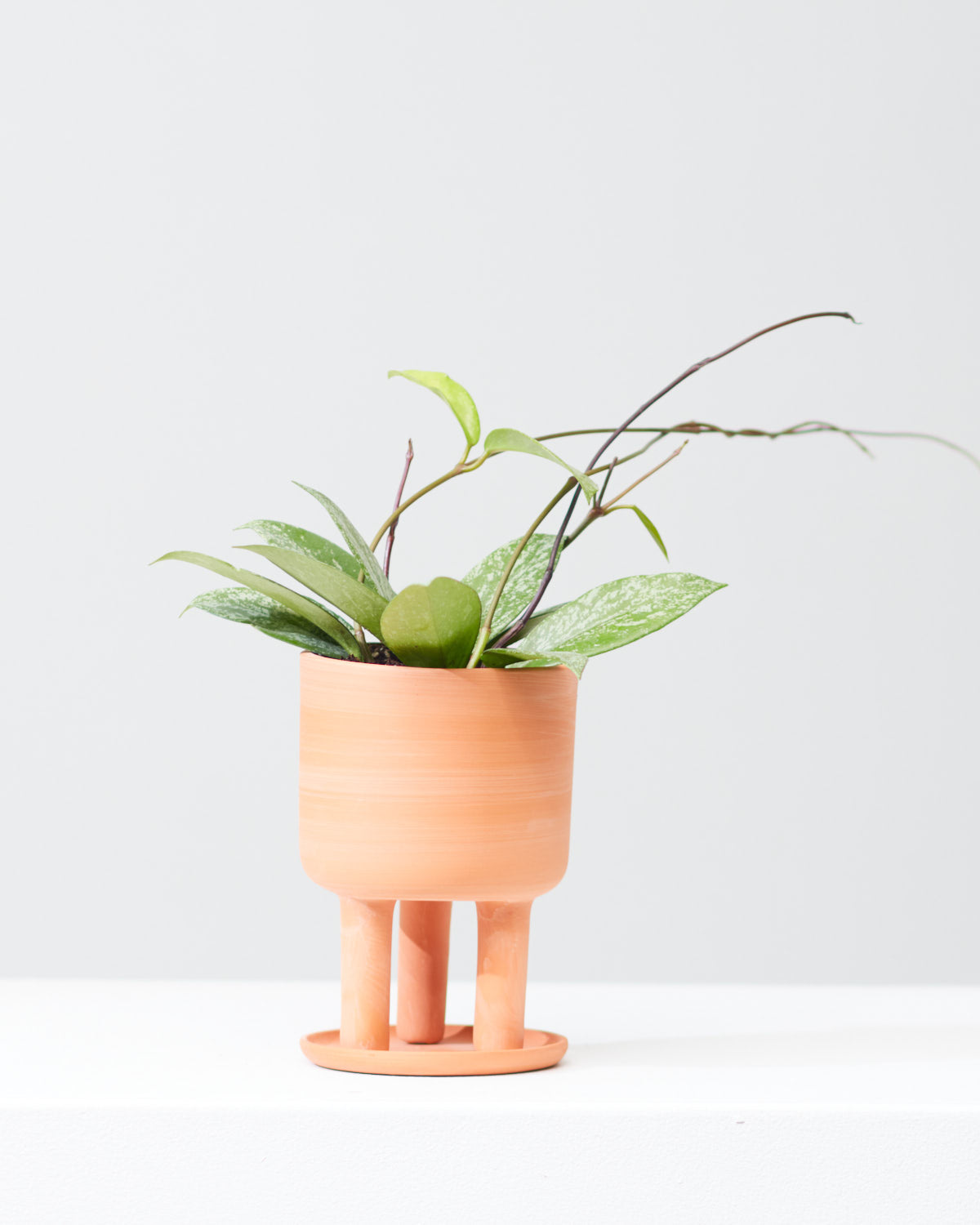 Waxflower: Hoya pubicalyx - 4 inch pot